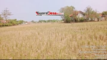 Petani Merugi, Akibat Sawah Kekeringan Di Desa Purwa Mekar